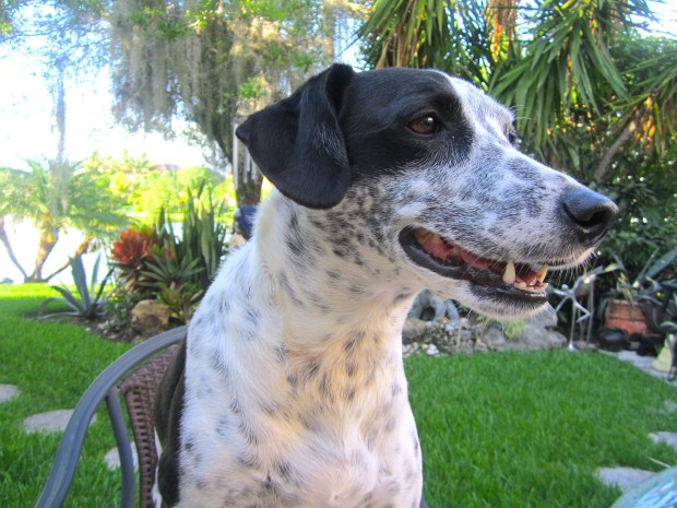 Bella watching over me