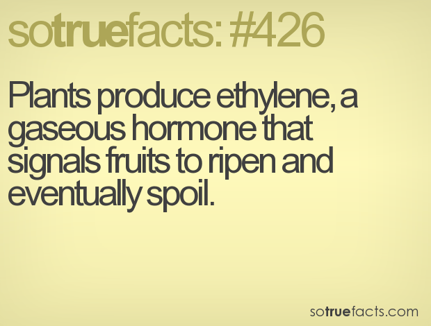 sotruefacts / chefsopinion