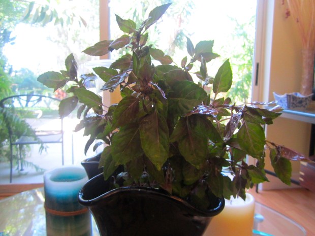 this weeks herb bush : Opal Basil