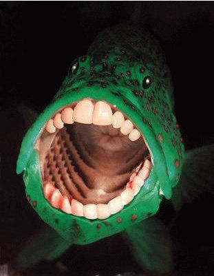 FishBigMouthTeeth